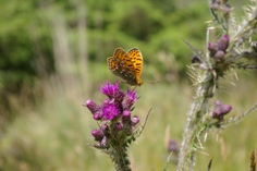 pearl fritillary butterfly